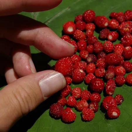 Kleine ホテル Liesing